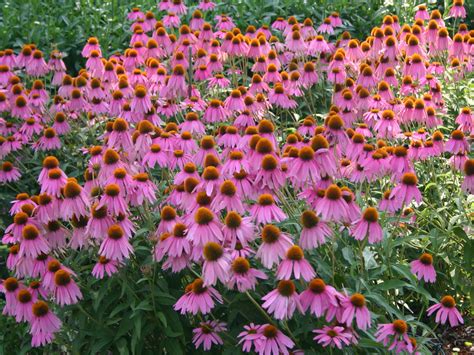 Echinacea Purpurea Eastern Purple Coneflower World Of Flowering Plants