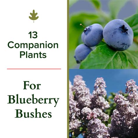 13 Companion Plants For Blueberries And What Not To Plant Nearby