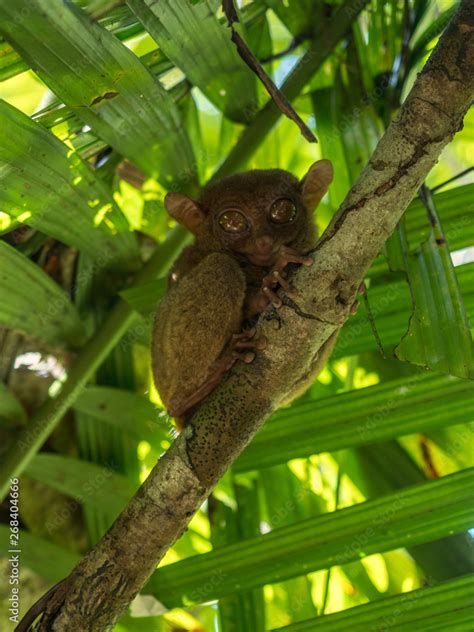 The Philippine Tarsier Carlito Syrichta Is A Species Of Tarsier Endemic To The Philippines It