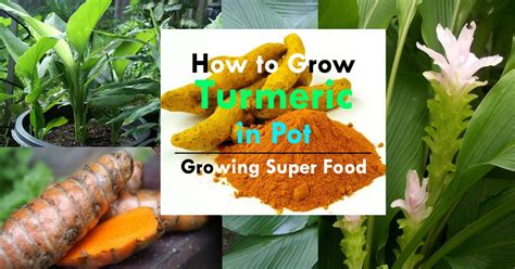 Growing Turmeric In Pots How To Grow Turmeric Care Uses And Benefits