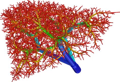 You are able to do it by yourself with no wide range of dilemma. Major 3D Printed Organ Breakthrough: Vascular Networks ...