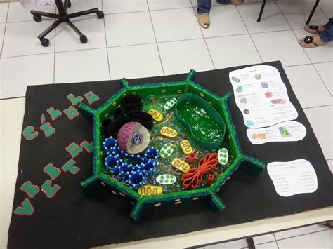 Celula Animal E Vegetal Maquete