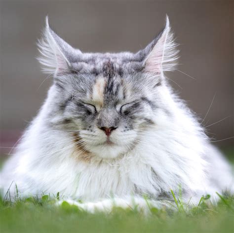Zen Cat Rcats