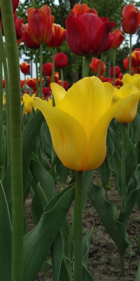 One Million Tulips Canadian Tulip Festival May 2019 Ottawa Ontario