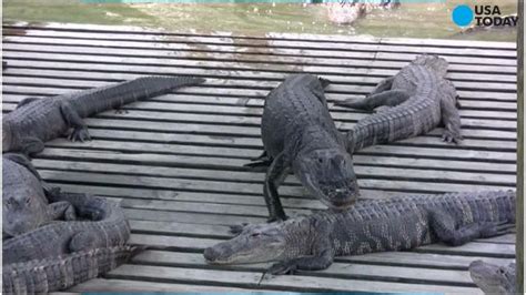 List Floridas 24 Fatal Alligator Attacks Since 1973