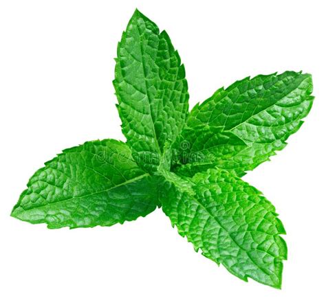 Mint Leaves Isolated Stock Photo Image Of Flora Detail 130527406