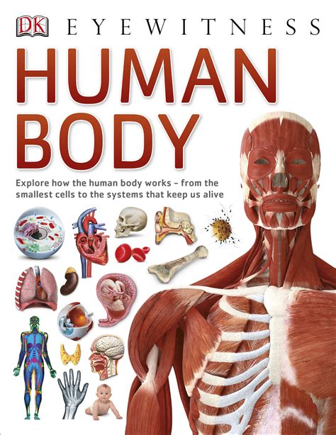 Human Body By Dk Penguin Books New Zealand
