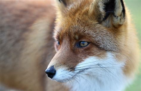 Glasgow study finds urban red foxes evolve into domesticated dogs – The
