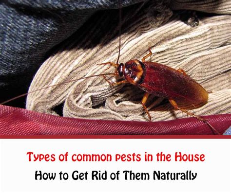 10 Types Of Common Pests In The House And How To Control Them Naturally