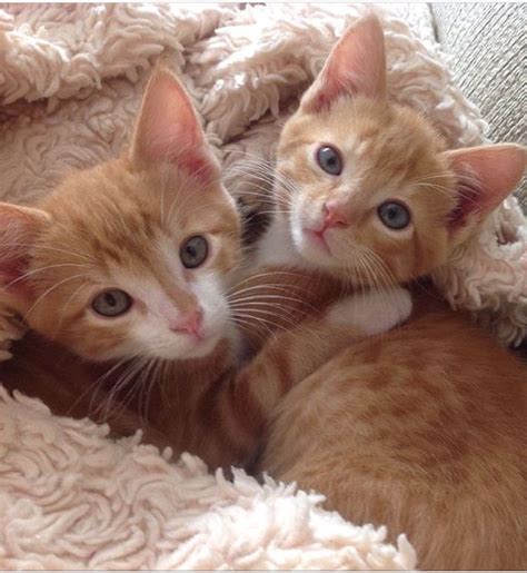 Cuteness | Felinos, Gatos