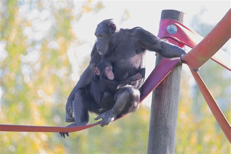 Monkey World Ape Rescue Centre Teachwire