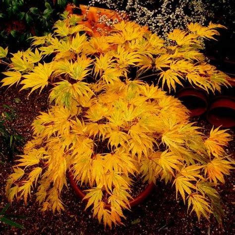 List 101 Pictures Picture Of A Japanese Maple Tree Sharp