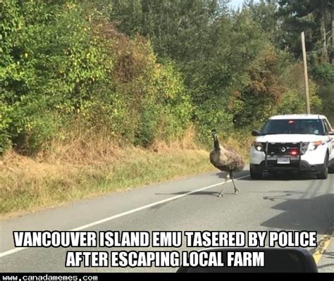 🇨🇦 Meanwhile On Vancouver Island 🇨🇦 Canada Memes