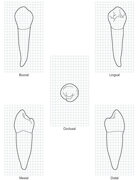 The Permanent Mandibular Premolars Dental Anatomy Physiology And