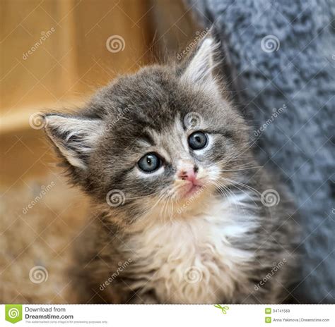 Fluffy Gray And White Kitten Royalty Free Stock Images