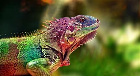 Lizards Lizard Facts Lizard Pictures And Types