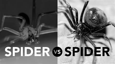 Brown Recluse Vs Black Widow Sorting Facts From Fiction Youtube