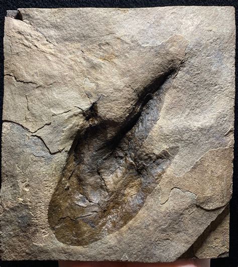 Museum Quality Dinosaur Fossil Footprint Grallator Track For Etsy