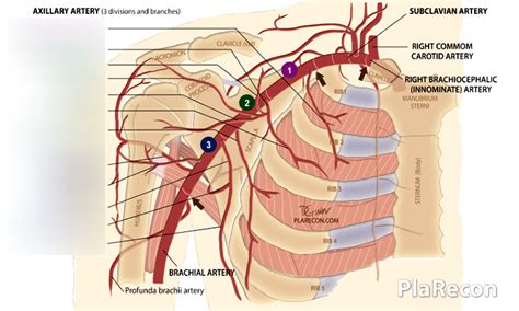 Detailed Parts Of Axillary Artery Diagram Quizlet