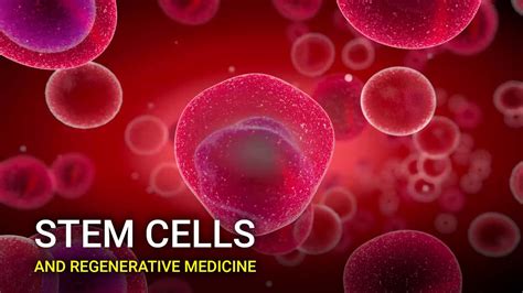 Stem Cells And Regenerative Medicine Youtube