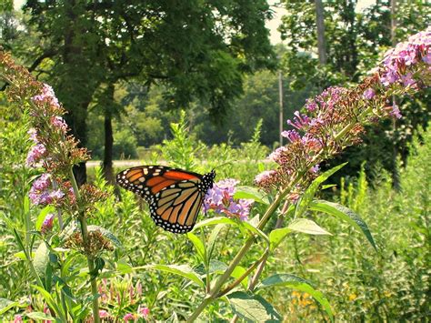 Dundas Valley Outdoors Urquhart Butterfly Garden A Treasure In The Valley