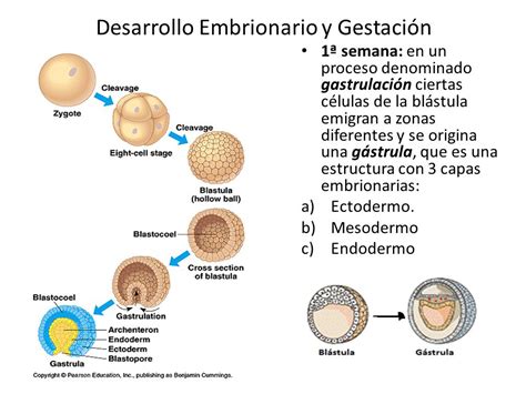 Info Animales Desarrollo Embrionario De Los Invertebrados