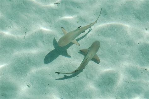 Black Tip Reef Sharks Tetiaroa Society