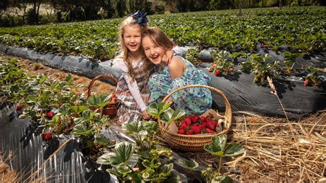 Strawberries at Beerenberg reopens for summer picking season in Hahndorf