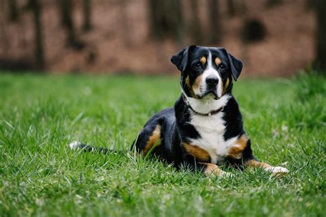 Do Entlebucher Mountain Dogs Shed Yes But Its Not Extreme Stop