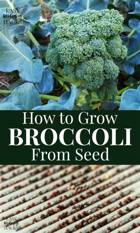 How To Grow Broccoli From Seed Easy Gardening Hacks