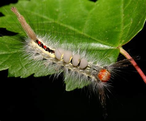 Caterpillars The Cute The Quirky And The Almost Creepy Duskys Wonders