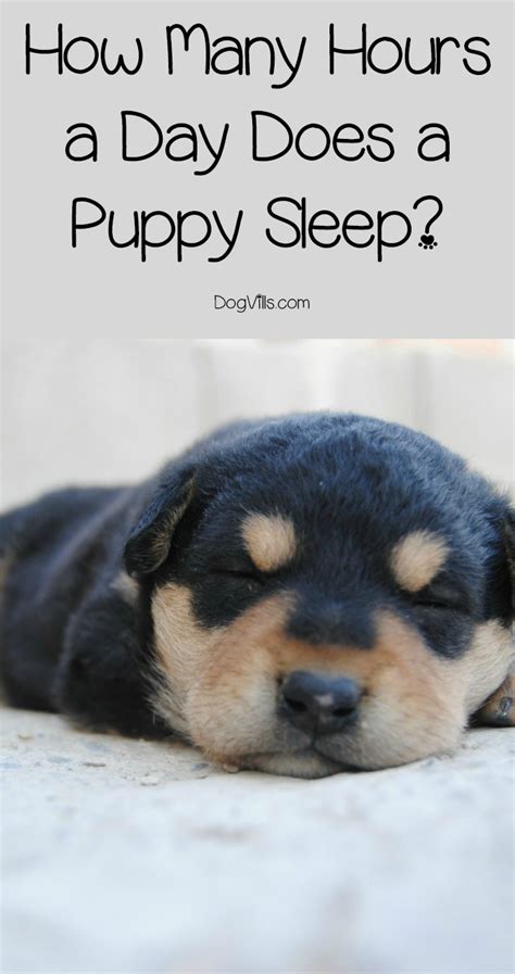 How Many Hours A Day Do Puppies Sleep