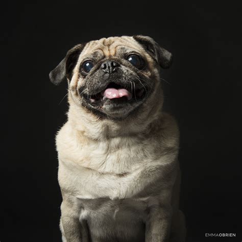 Pug Portrait Photography Photography By Emma