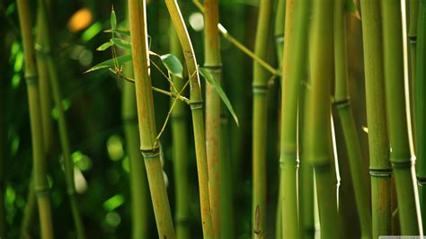 Wallpaper Bamboo 55 Pictures
