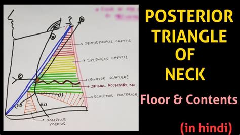 Posterior Triangle Of Neck Triangles Of Neck Head And Neck Youtube