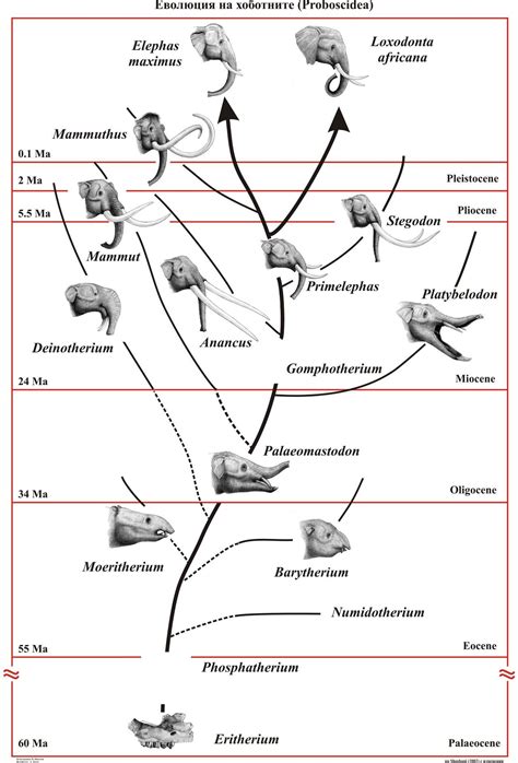 Mammals Evolution Tree Pets Lovers