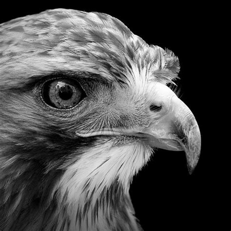With no room for expansion, island ecosystems are fragile, and animals within that ecosystem are highly impacted by human activities, including habitat destruction. Animal Portraits in Black and White | Randommization