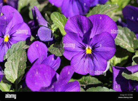 Purple Pansy Flowers Stock Photo Alamy