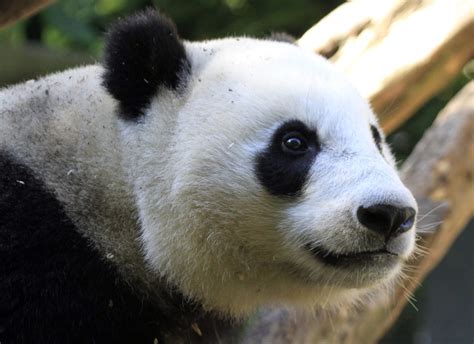 Yun Zi Profile Baby Panda San Diego Zoo California Flickr