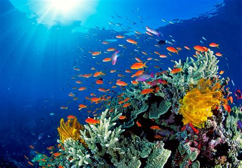 71 Of Australians Agree Great Barrier Reef Is In Danger As Groups