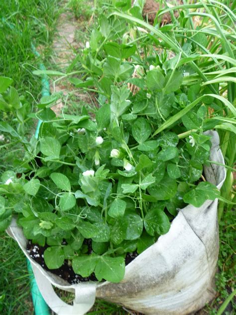 My Homemade Iowa Life Container Gardening Peas In A Pot