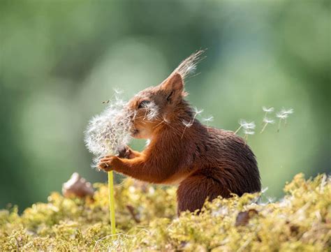 Here Are 10 Hilarious Finalists From The 2019 Comedy Wildlife Photo