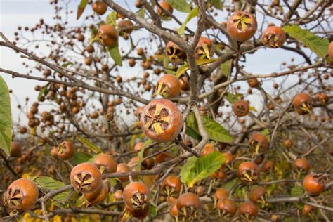 Autumn Fruit Tree Stock Photo Image Of Fruit Fruits 130972598
