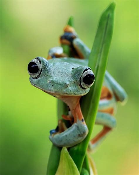 Nature Photography Funny Frog Pictures 12 Funny Animal Faces Funny