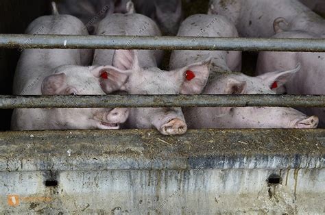 Schweinezucht Bild Bestellen Naturbilder Kaufen Ab 2575 € Bei Wildlife Media