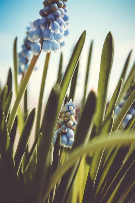 500+ Spring Flowers Pictures | Download Free Images on Unsplash