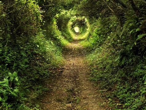 Enchanted Tunnel Path In The Forest Stock Photo Image Of Country