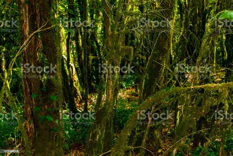 Background Cool Temperate Rainforest Stock Photo Download Image Now