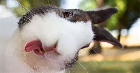 20 Adorable Bunnies Sticking Their Tongues Out Bored Panda