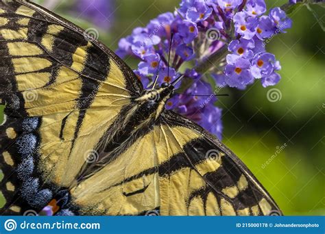 Papilio Glaucus Eastern Tiger Swallowtail Stock Photo Image Of